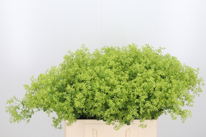 <h4>Alchimella Robusta</h4>