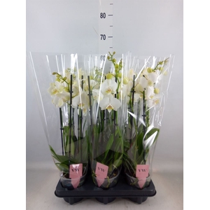 Phalaenopsis  'Ant Inverness'
