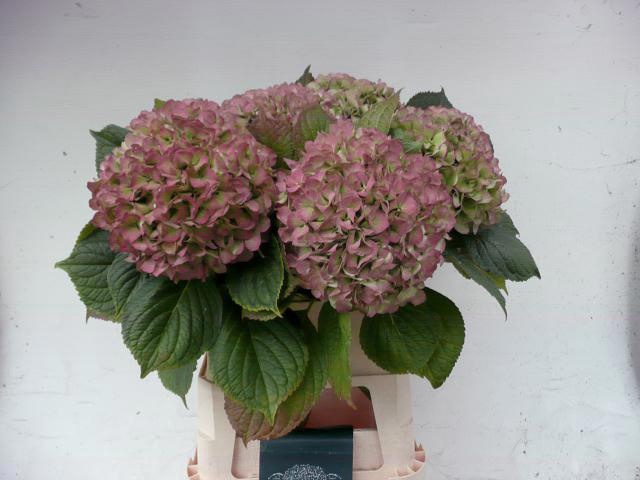 <h4>HYDR M OLD DUTCH CL</h4>