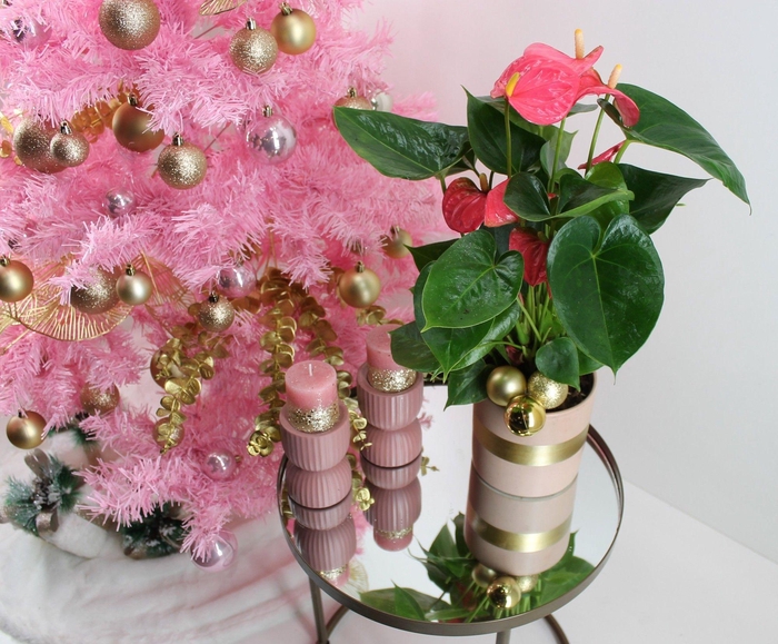 <h4>Anthurium XL.31 Arisa Pink 12cm in keramieken pot met kerst bijsteker</h4>
