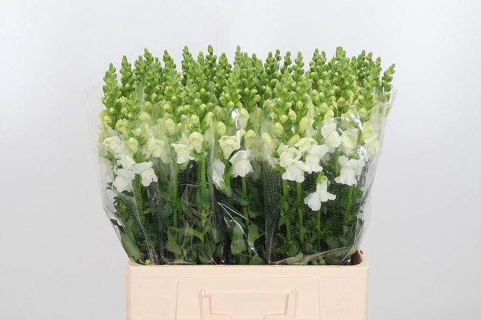 <h4>Antir Avignon White</h4>