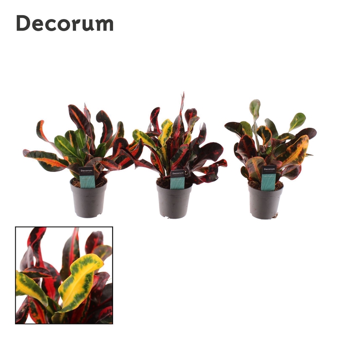 Croton Mammi kopstek 7 cm (Decorum)