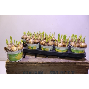 arr8 Narc D Tete Boucle