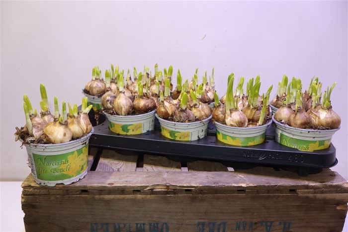 <h4>arr8 Narc D Tete Boucle</h4>