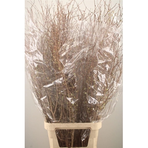 CORYLOPSIS S CYNTHIA 140CM