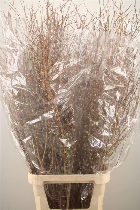 <h4>CORYLOPSIS S CYNTHIA 140CM</h4>