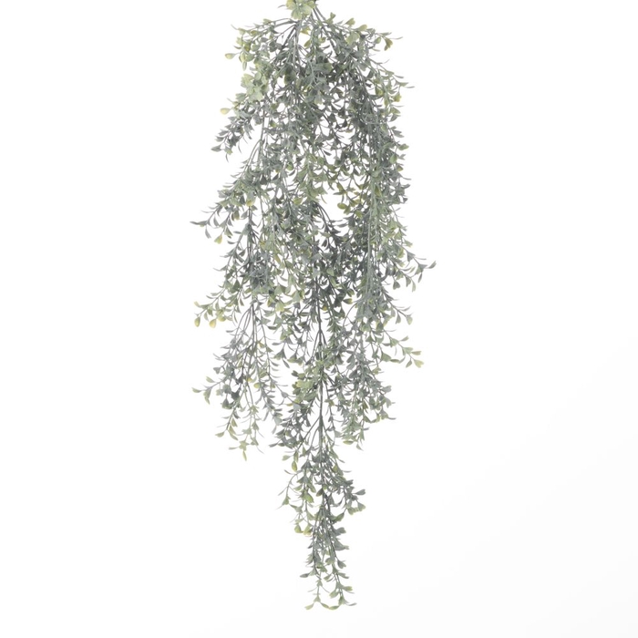 Af Hang Bush Boxwood X5 L75cm