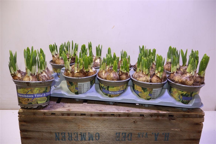 <h4>Narc O Tete A Tete</h4>