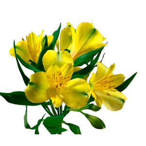 ALSTROEMERIA SUNNY LADY 080 CM