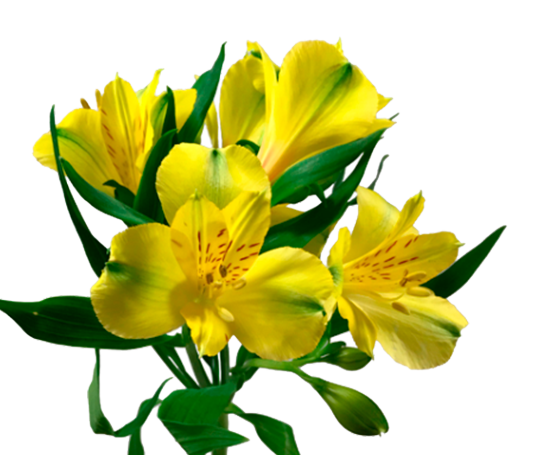 <h4>ALSTROEMERIA SUNNY LADY 080 CM</h4>