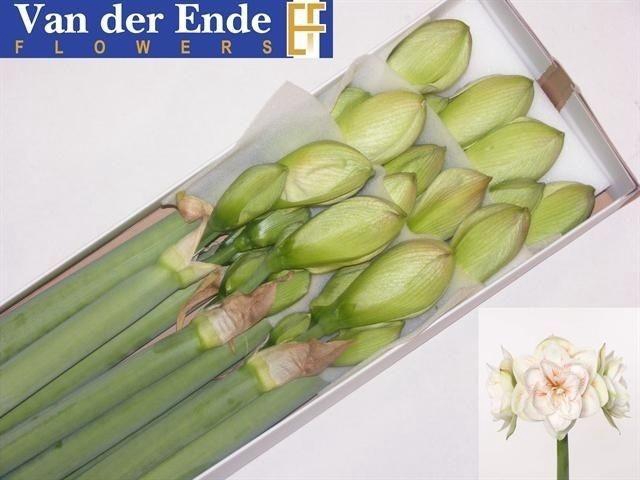 <h4>Hippeastrum Nymph</h4>