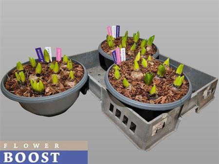 <h4>Hyac Pearl Gem 3 Kl</h4>