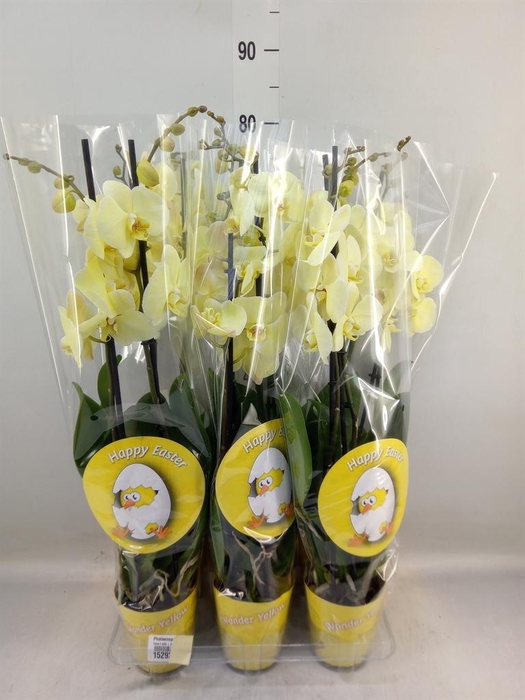 <h4>Phalaenopsis   ...</h4>