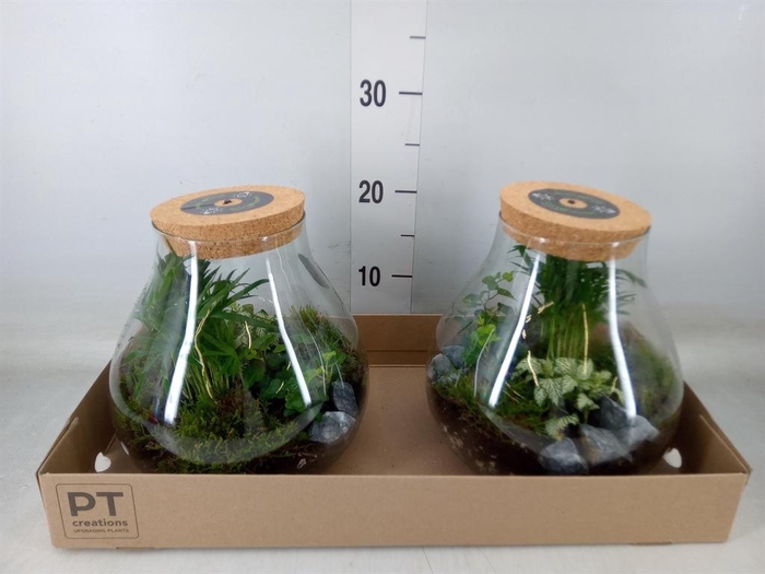 <h4>Arr.   Kamerplant Groen H%</h4>