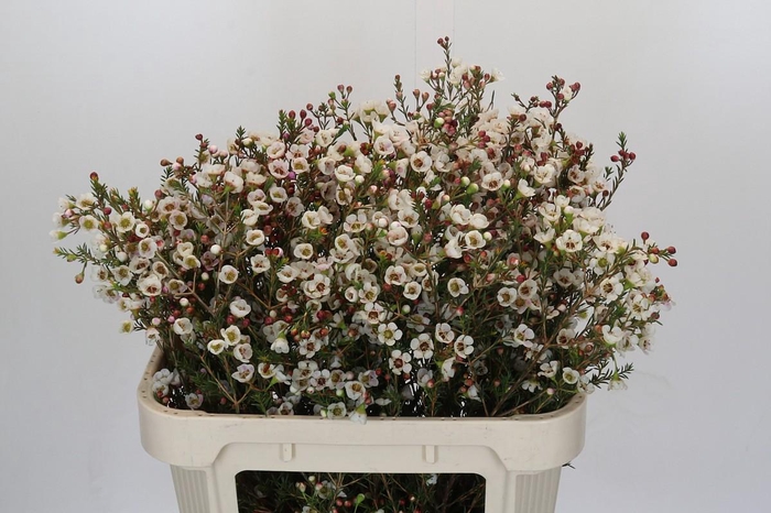 <h4>Chamelaucium Moonlight Delight</h4>