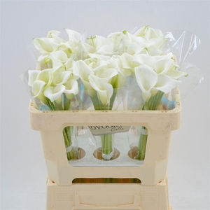 Calla Crystal Clear