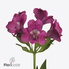 Alstroemeria casanova