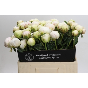 Paeonia Bowl Of Cream