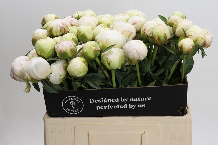 Paeonia Bowl Of Cream