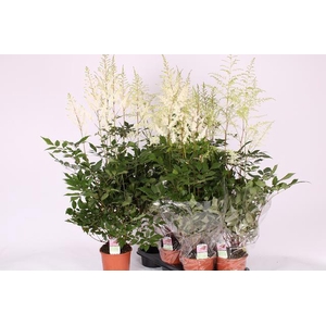 ASTILBE OVERIG