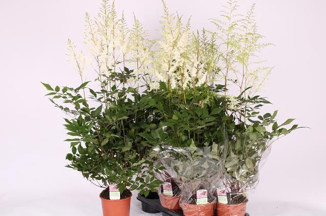 <h4>ASTILBE OVERIG</h4>
