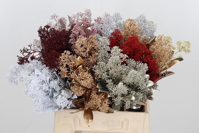 <h4>Skimmia Kl Bh Mix</h4>