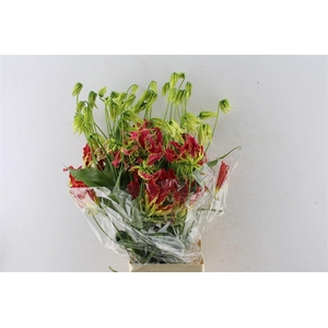 Gloriosa Southern Wind Japan