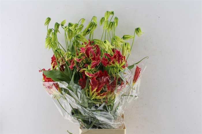 <h4>Gloriosa Southern Wind Japan</h4>