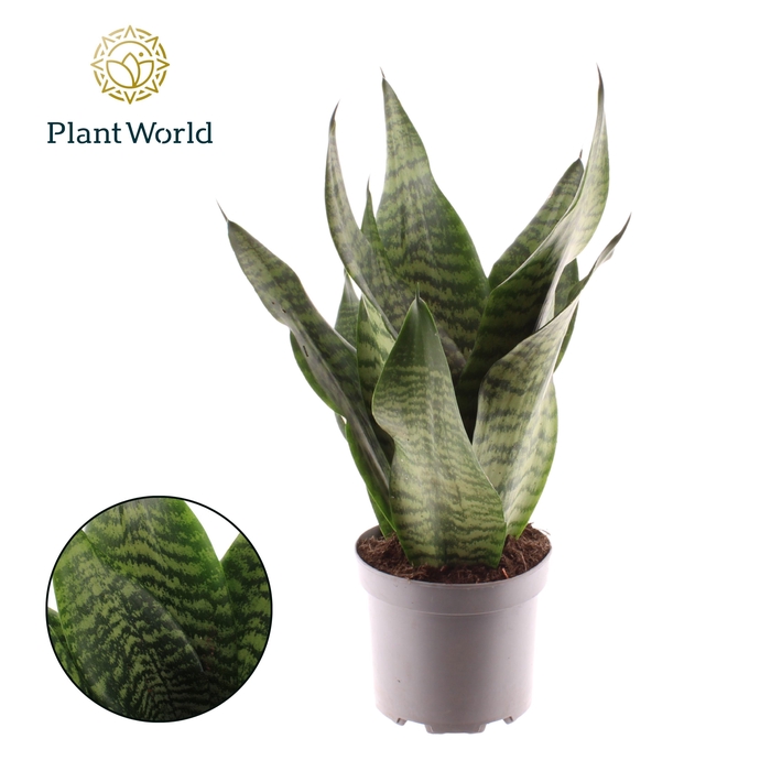 <h4>Sansevieria trifasciata ‘Larenzi’</h4>