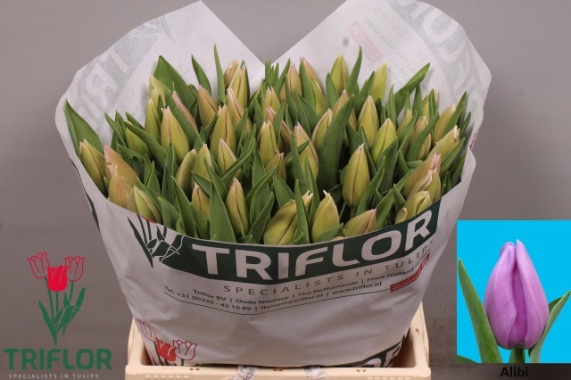 <h4>Tulipa si alibi</h4>