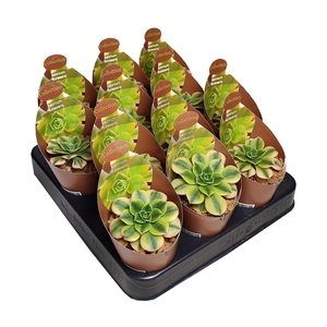 Aeonium Floresens Potcover