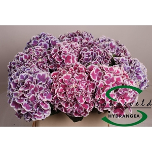 HYDRANGEA  'MAGICAL HARLEQUIN BLUE'