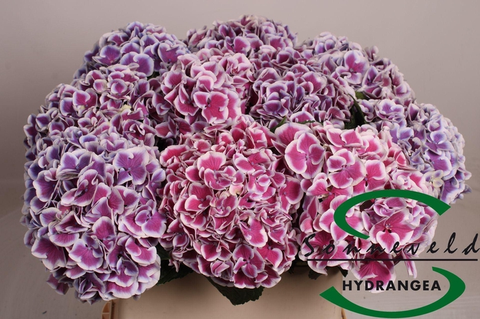 <h4>HYDRANGEA  'MAGICAL HARLEQUIN BLUE'</h4>
