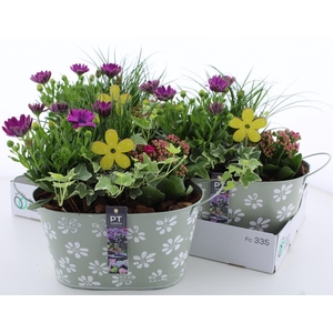 ARR TUINPLANTEN