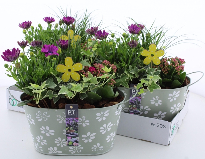<h4>ARR TUINPLANTEN</h4>