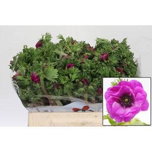 ANEM CO GALIL PURPER