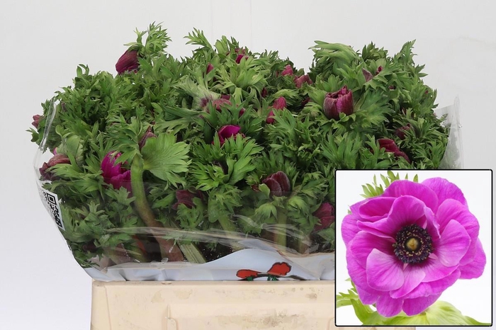 <h4>ANEM CO GALIL PURPER</h4>