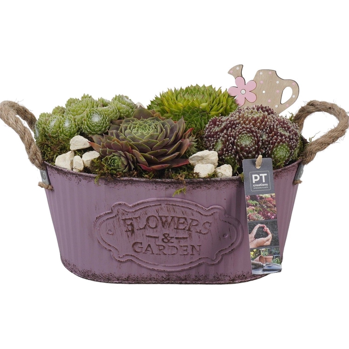 <h4>Arr.  Sempervivum L%</h4>