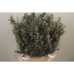 Euc Baby Blue Per Bunch 150 Gram