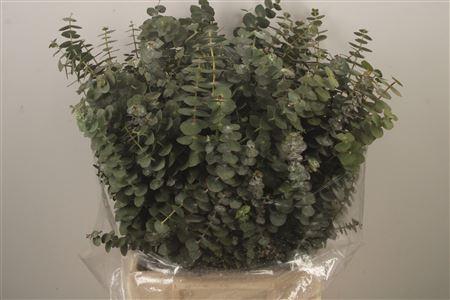 <h4>Euc Baby Blue Per Bunch 150 Gram</h4>