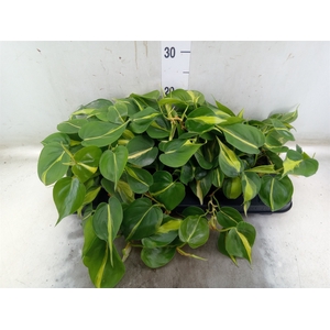 Philodendron scand. 'Brasil'