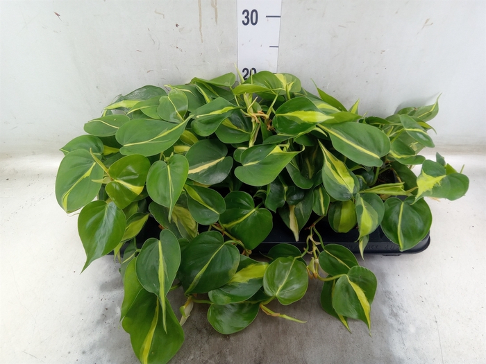 <h4>Philodendron scand. 'Brasil'</h4>