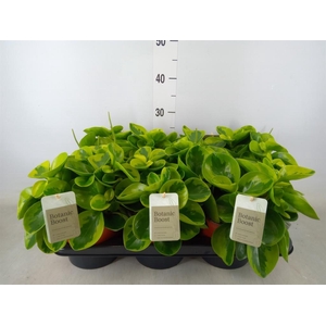 Peperomia