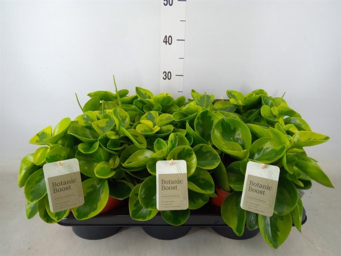 <h4>Peperomia</h4>