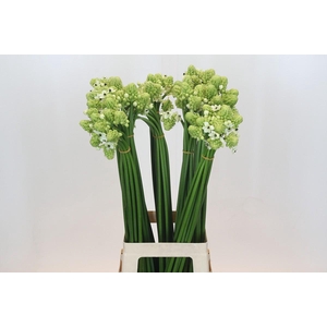 Ornithogalum Saundersiae