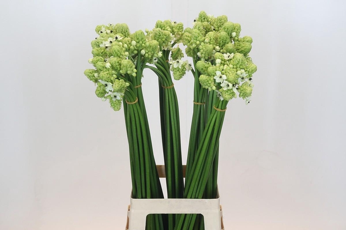 <h4>Ornithogalum Saundersiae</h4>