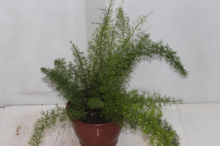 <h4>ASPARGO REAL P19</h4>