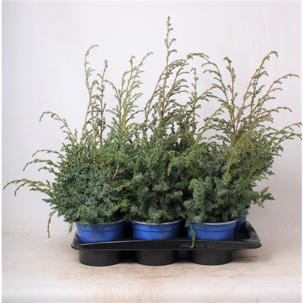 <h4>Juniperus chinensis 'Blue Alps'</h4>