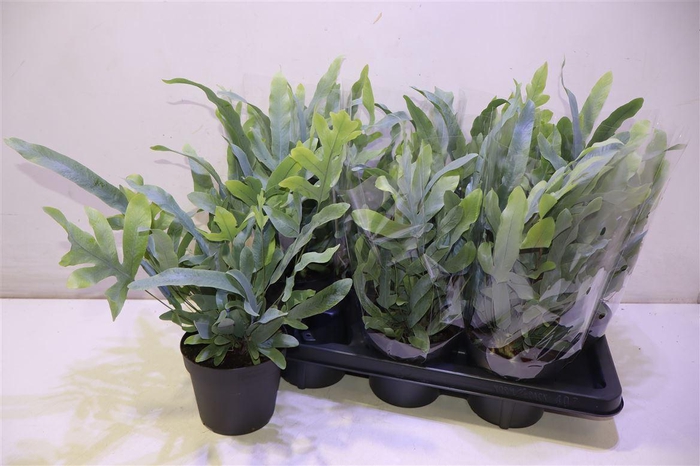 <h4>Phlebo A Blue Star</h4>