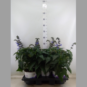 Salvia  'Salgoon Lake Como'